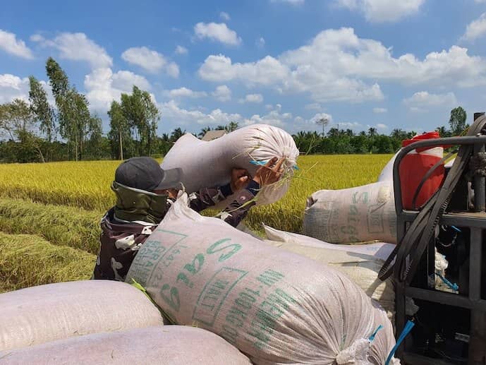 Giá gạo xuất khẩu vẫn dưới 400 đô la Mỹ/tấn
