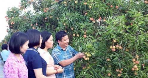 Thương lái Trung Quốc rục rịch thu mua vải Thanh Hà