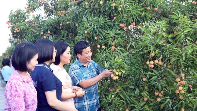 Thương lái Trung Quốc rục rịch thu mua vải Thanh Hà
