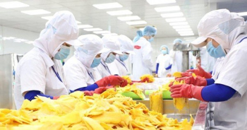 Doanh nghiệp vật vã trong nắng hạn vừa gặp 'cơn mưa rào'