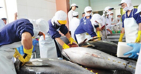 Cá ngừ Việt Nam đóng hộp xuất khẩu giảm mạnh nhất 2 năm qua