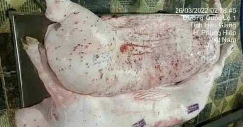 Lùm xùm thực phẩm C.P: Quy trình xử lý heo bệnh như thế nào?