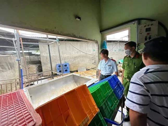 Lùm xùm thực phẩm C.P: Quy trình xử lý heo bệnh như thế nào?