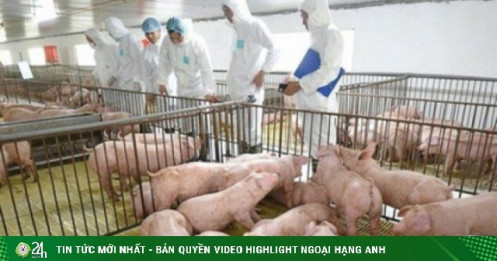 Cổ phiếu Dabaco tăng kịch trần sau lùm xùm C.P. Việt Nam bán thịt lợn bệnh