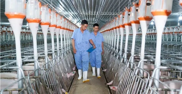 Đề xuất xây 'chung cư' cho... lợn