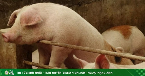 Vì sao Trung Quốc siết chặt hoạt động “vỗ béo”, muốn nuôi heo “thon gọn”?