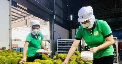 Trái cây Việt ra sao khi Trung Quốc tăng nhập khẩu của nước khác?