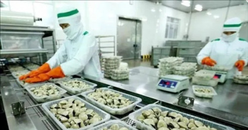 Trung Quốc chi 8 triệu USD mua nghêu Việt Nam