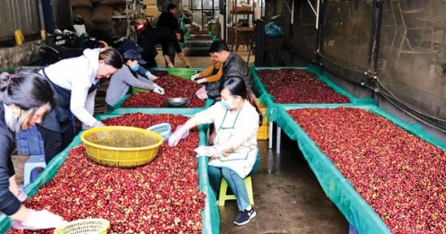 Lý do giá cà phê lao dốc