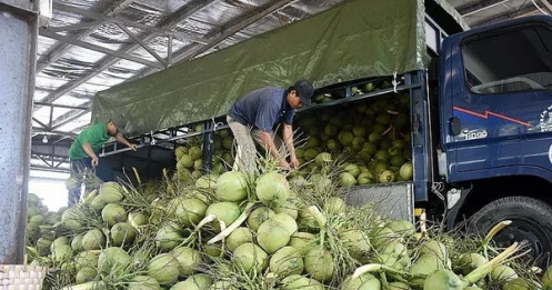 Vì sao Việt Nam vừa phải chi khoản tiền rất lớn nhập khẩu lượng dừa?