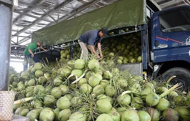 Vì sao Việt Nam vừa phải chi khoản tiền rất lớn nhập khẩu lượng dừa?