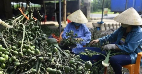 Việt Nam chi 290 tỷ nhập khẩu cau Trung Quốc làm gì?