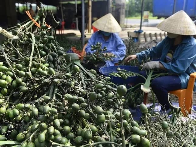 Việt Nam chi 290 tỷ nhập khẩu cau Trung Quốc làm gì?
