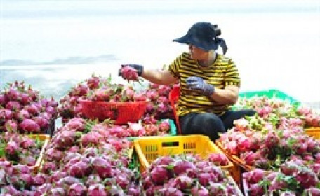 Thủ tướng chỉ đạo khẩn cấp ứng phó rủi ro truy xuất nguồn gốc với nông sản Việt tại thị trường EU