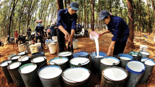 Giá cao su tiếp tục hồi phục và neo ở mức cao trong cuối năm, triển vọng nào cho cổ phiếu "vàng trắng"?