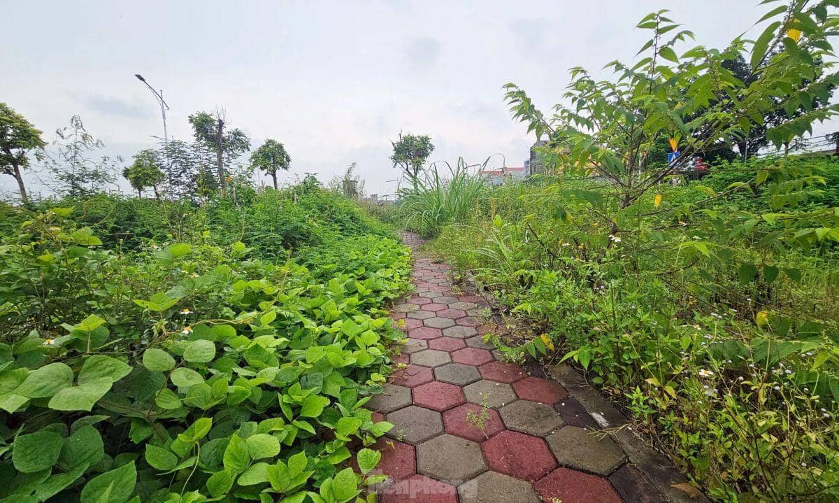 Hà Nội: Rầm rộ đấu giá đất rồi... bỏ hoang lãng phí