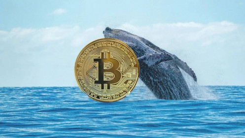 Ví Bitcoin “ngủ đông” 14 năm bất ngờ "dậy" chuyển 20.000 BTC