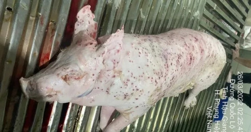 Bộ Công an tiếp tục làm rõ động cơ phát tán hình ảnh tố C.P. Việt Nam bán thịt heo bệnh