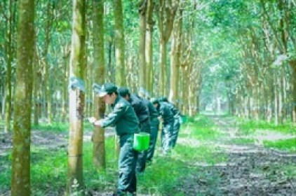 Cao su Tây Ninh muốn bán 875 ngàn cp quỹ, chốt chia gần 73 tỷ đồng cổ tức cuối năm