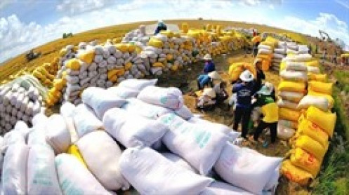 Cổ phiếu TAR mất gần 90% từ đỉnh, CEO đăng ký mua mạnh