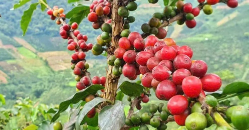 Thuế quan của ông Trump đối với Brazil làm rung chuyển thị trường cà phê