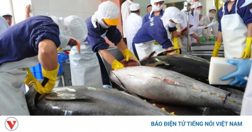 Xuất khẩu cá ngừ tăng tốc trở lại