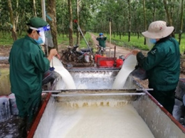 Cao su Tây Ninh báo lãi quý 2 gấp 2.7 lần cùng kỳ