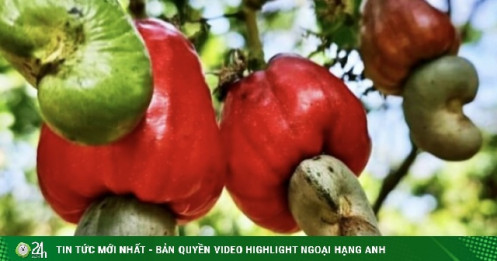 Vượt Mỹ, Trung Quốc chi 526 triệu USD mua loại hạt ‘siêu thực phẩm’ của Việt Nam