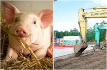 BAF khởi công thêm trang trại quy mô lớn, dự kiến doanh thu tới 950 tỷ mỗi năm