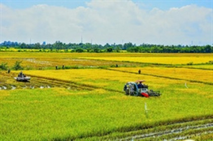 Lợi nhuận VFG xuống thấp nhất 7 quý, cổ phiếu rớt giá mạnh