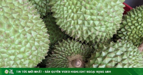 Sầu riêng lại ồ ạt xuất sang Trung Quốc nhờ cách làm mới, người trồng có lãi