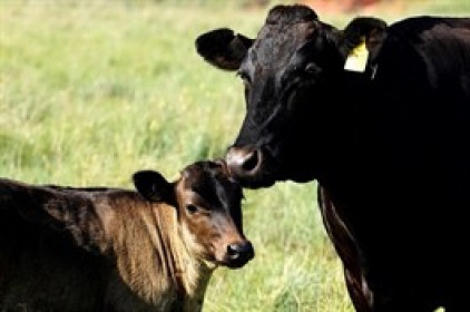 Sự kiện: Mỹ công bố thuế đối ứng