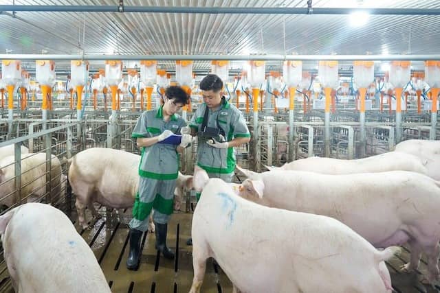Chủ “heo ăn chay” có thêm quý lãi đậm, lợi nhuận chăn nuôi cao kỷ lục