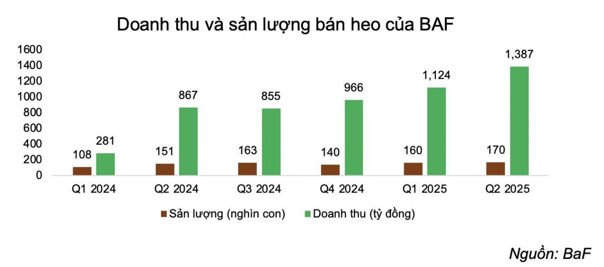 Chủ “heo ăn chay” có thêm quý lãi đậm, lợi nhuận chăn nuôi cao kỷ lục