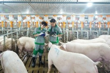 Chủ “heo ăn chay” có thêm quý lãi đậm, lợi nhuận chăn nuôi cao kỷ lục