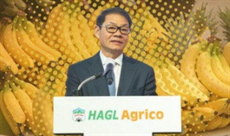 HAGL Agrico cõng hơn 10,200 tỷ nợ tài chính, lãi gộp không đủ "gánh" lãi vay