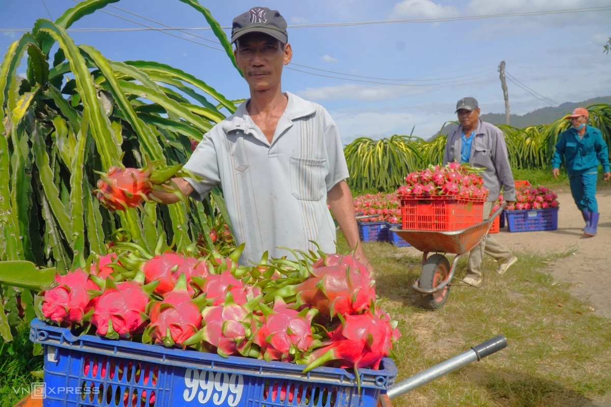 Xuất khẩu thanh long lao dốc