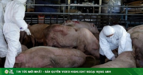 Hơn 100.000 con lợn chết và tiêu huỷ, dân bán tháo đàn khiến dịch bệnh lan nhanh