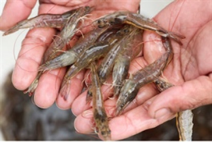 Indonesia chuyển hướng xuất khẩu tôm sang Trung Quốc vì thuế quan Trump