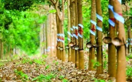 Một doanh nghiệp cao su chia cổ tức 20%, giữ gần 2,000 tỷ đồng tiền gửi