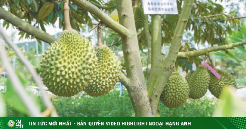 Sầu riêng Việt chịu cạnh tranh ra sao khi Trung Quốc trồng thành công?