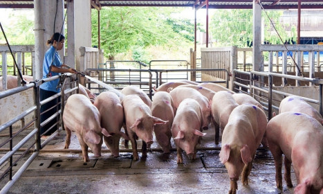 Giá heo hơi tiếp tục lao dốc
