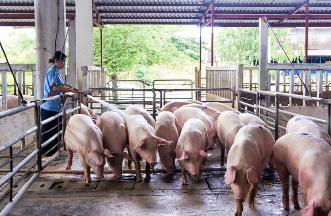 Giá heo hơi tiếp tục lao dốc