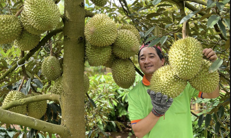 Giá sầu riêng xuất khẩu tăng trở lại