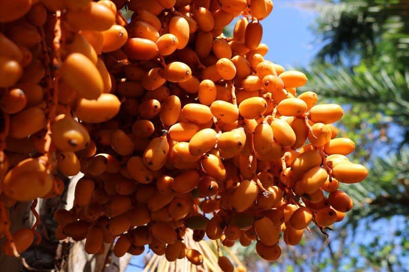 Đặc sản “Trung Đông” bán ngập chợ Việt với giá chỉ từ 69 nghìn đồng/kg, tiểu thương “tiết lộ” nguồn gốc