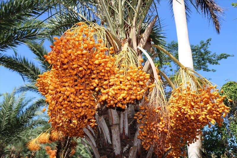 Đặc sản “Trung Đông” bán ngập chợ Việt với giá chỉ từ 69 nghìn đồng/kg, tiểu thương “tiết lộ” nguồn gốc