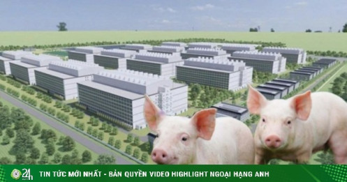 Hai đại gia Việt muốn đưa lợn lên ở "chung cư" có tiềm lực thế nào?