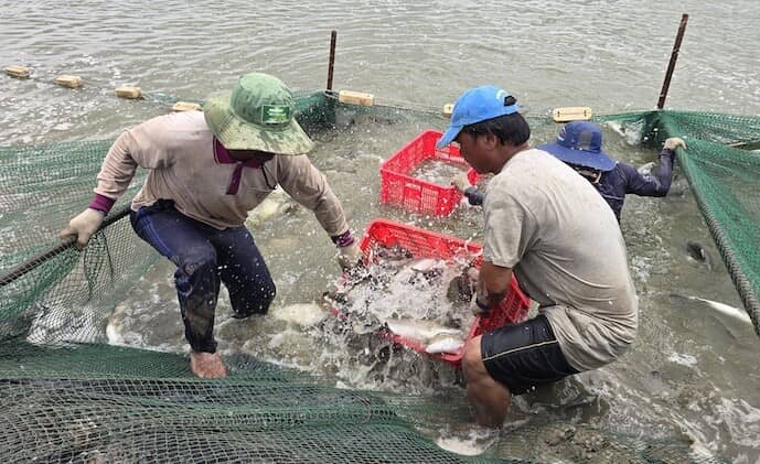 Bán cá, tôm: tung hoành sân khách nhưng ế sân nhà