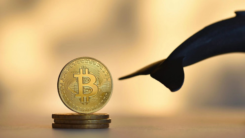Gần 560 triệu USD bị thanh lý sau cú xả hàng của cá voi Bitcoin