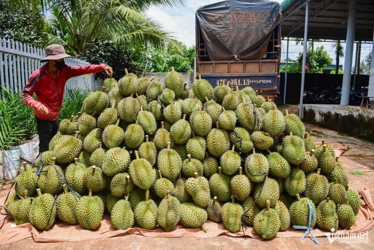 Giá sầu riêng ‘chạm đáy’ ở chợ Hà Nội, có loại chỉ còn 35.000 đồng/kg